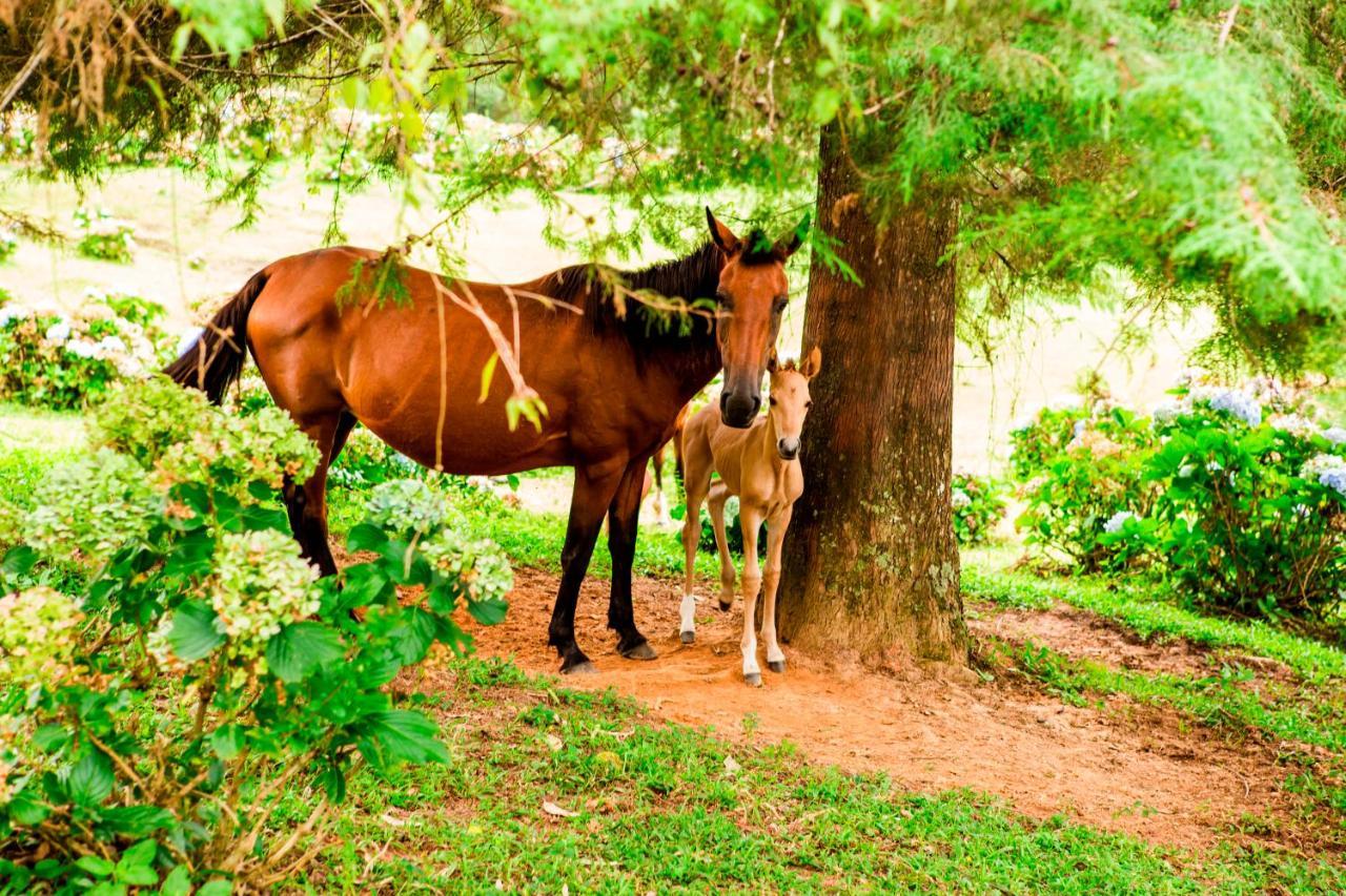 Hotel Fazenda Floresta Negra Monte Verde  Dış mekan fotoğraf
